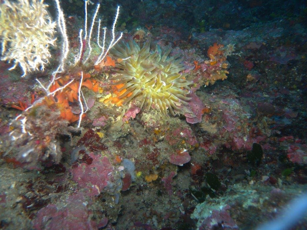 DSCN2952_Anémone_charnue_(Cribrinopsis_crassa)_