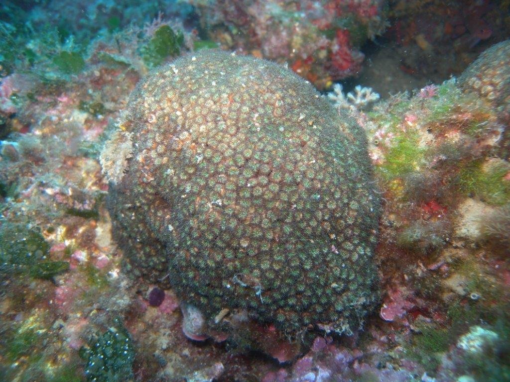 DSCN2994_Cladocora_cespitosa_(Hexacoralliaire)_