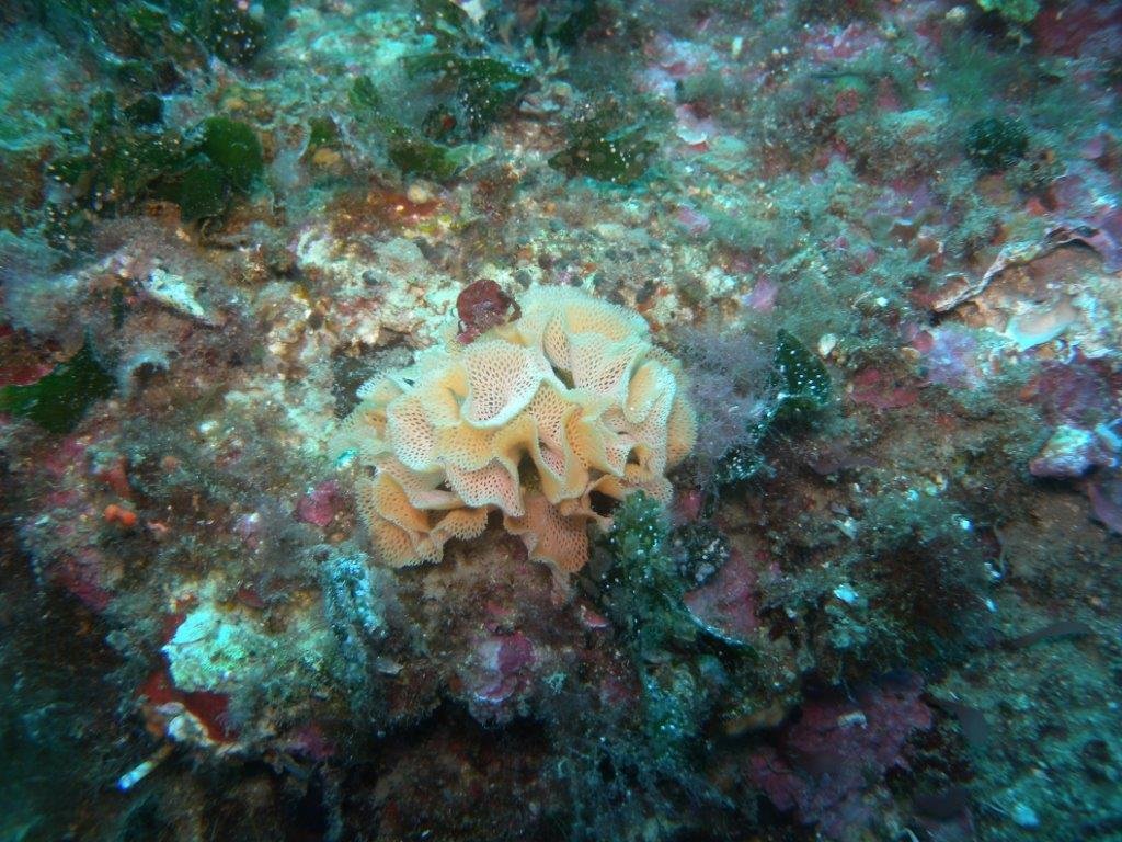 DSCN2996_dentelle_de_Neptune