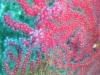NextGen ScrollGallery thumbnail