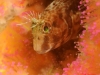 NextGen ScrollGallery thumbnail
