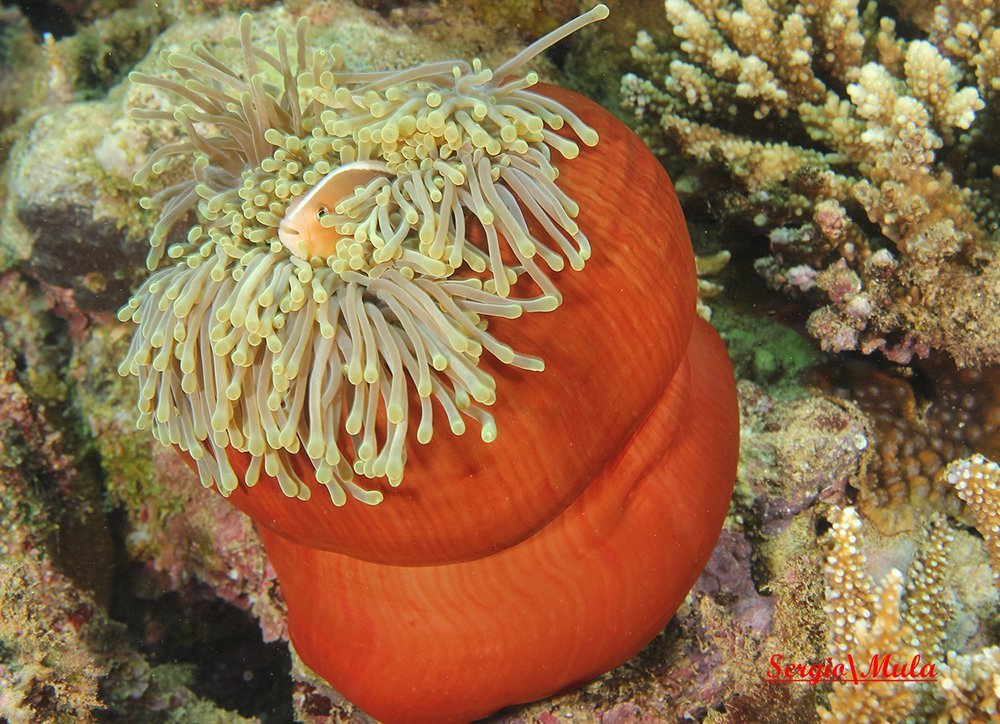 clown_mayotte-jpg