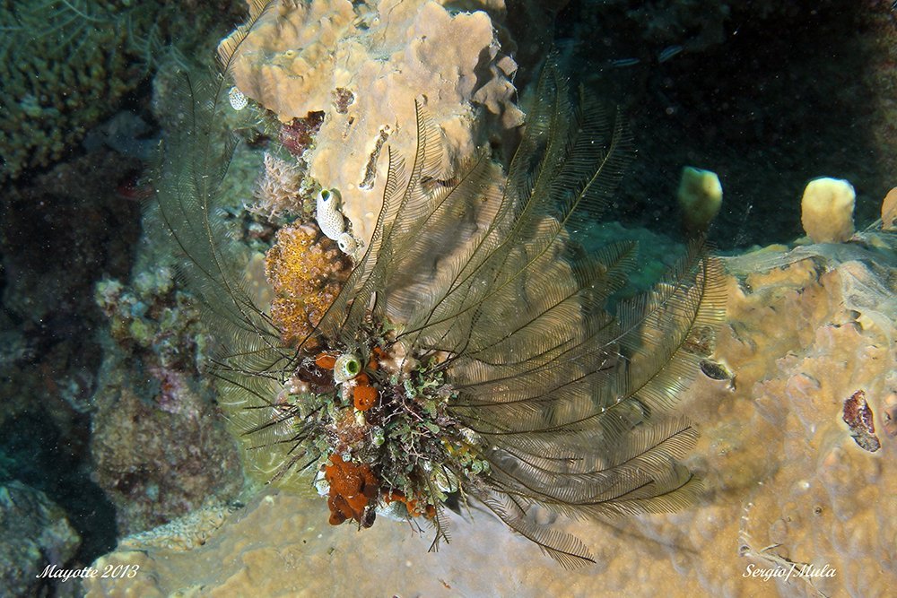corail_de_feu-jpg