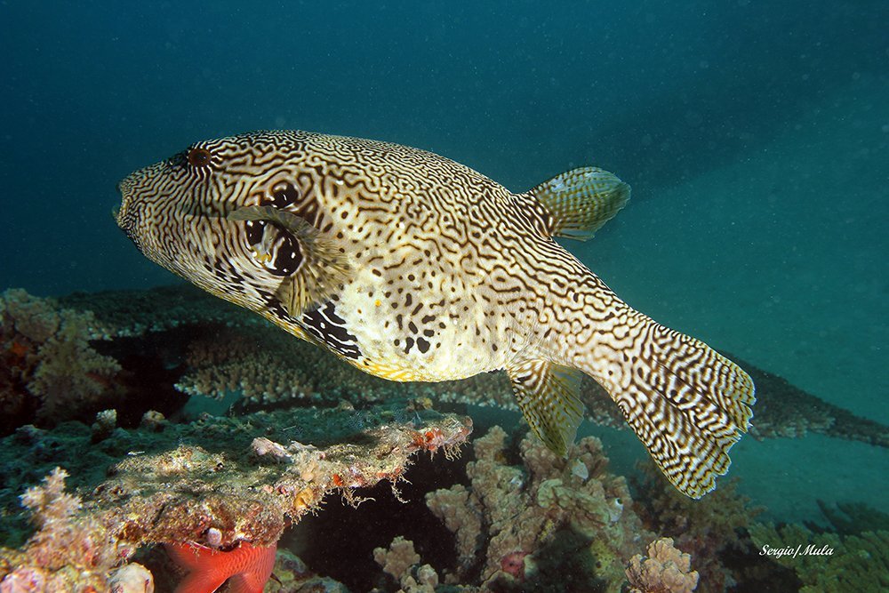 poisson_122-jpg