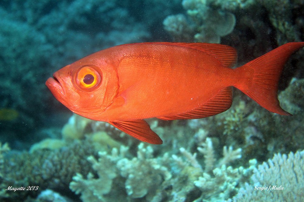 soleil_de_mayotte-jpg