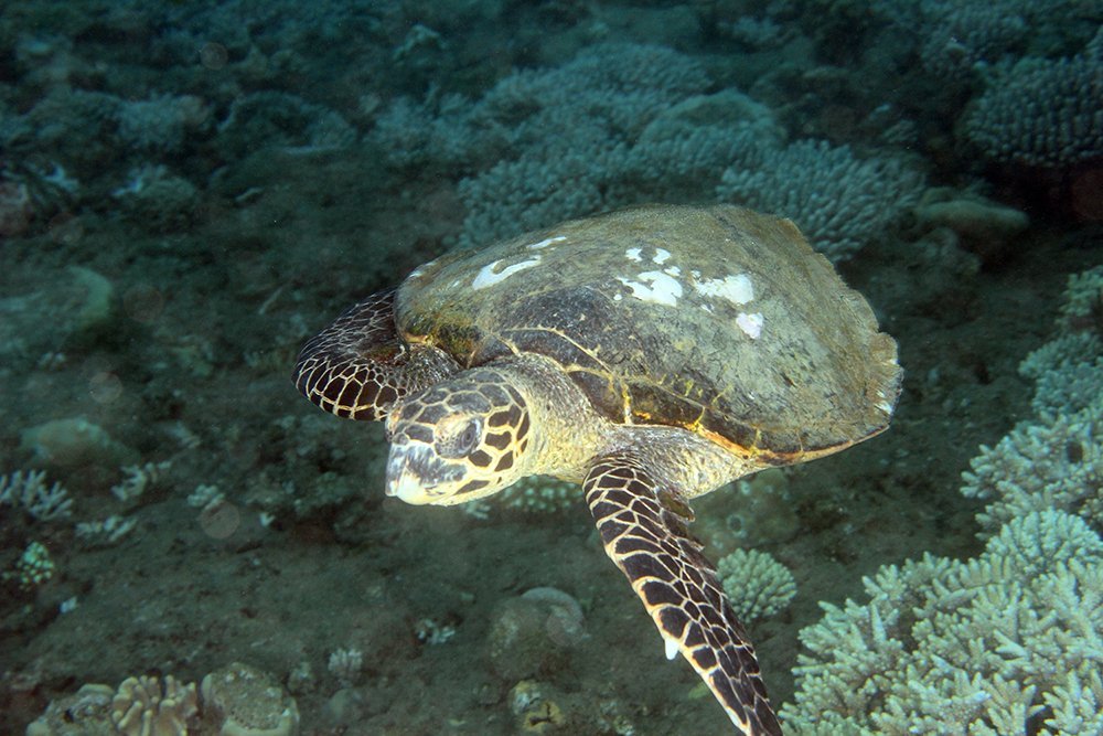 tortue-jpg