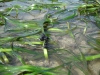NextGen ScrollGallery thumbnail